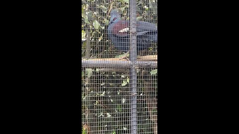 Blue Crowned pigeon #pigeon #trending #viral #shorts #followme