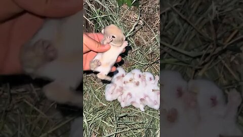 The mother rabbit gave birth to 5 little rabbits and one little gray. The cute pet debut plan. T