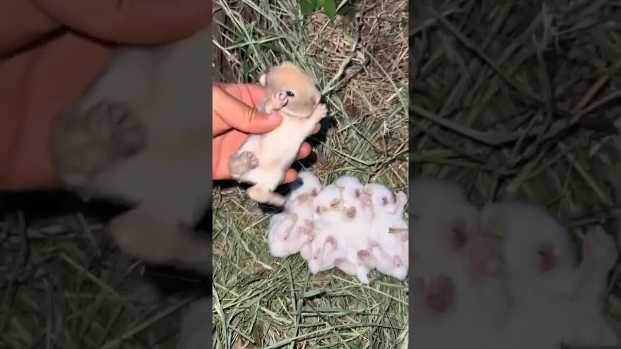 The mother rabbit gave birth to 5 little rabbits and one little gray. The cute pet debut plan. T