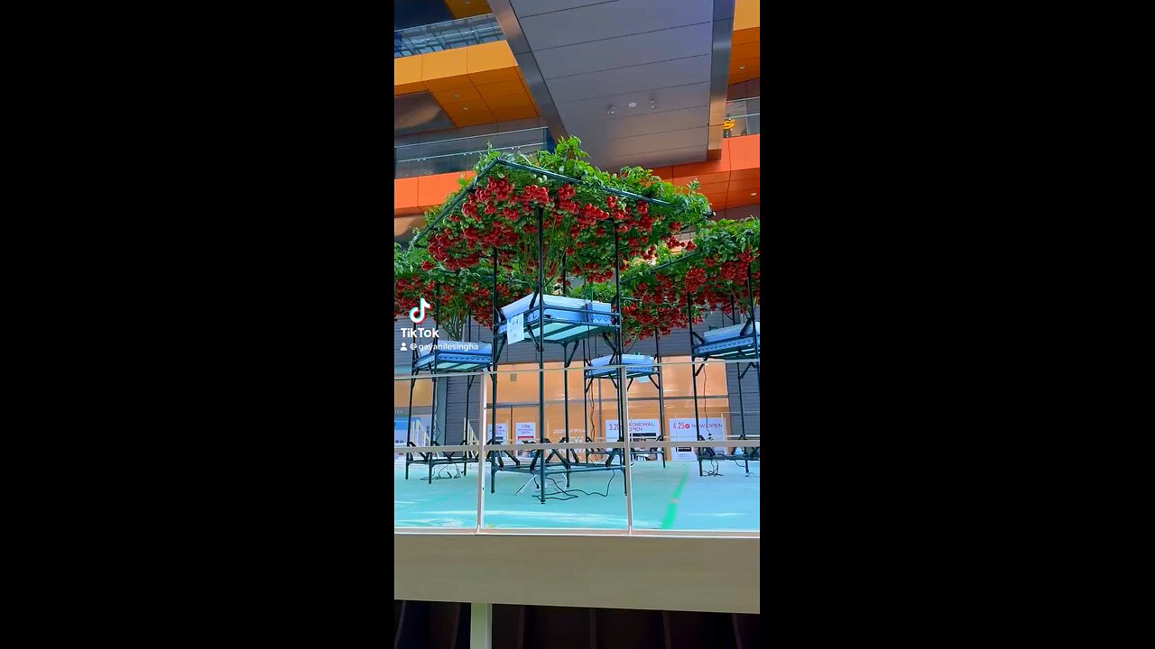 Tomato tree