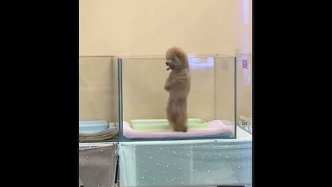 Funny and cute animals