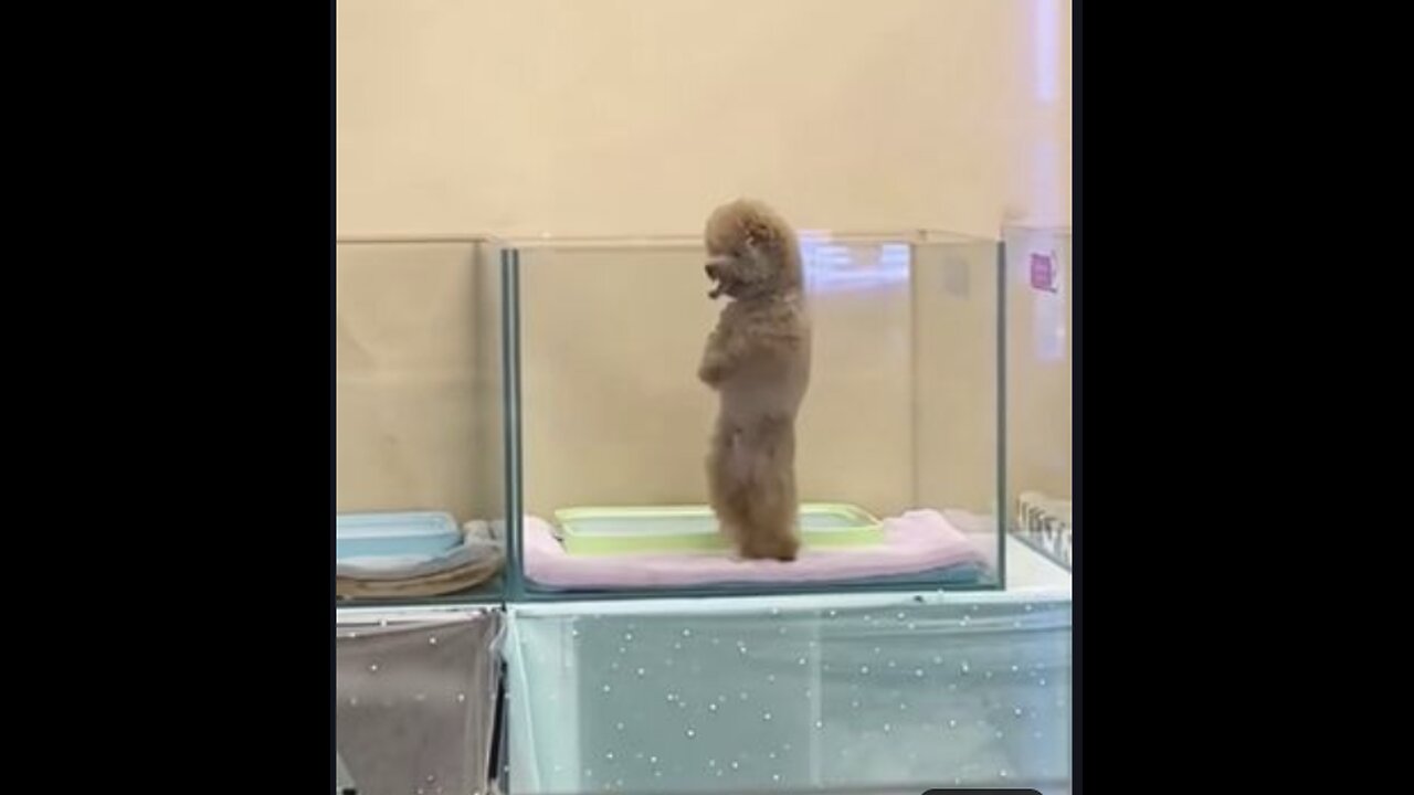 Funny and cute animals