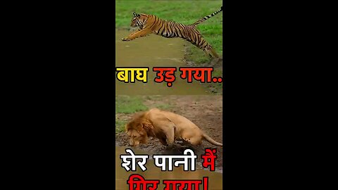 Tiger vs lion jump