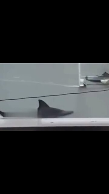 World War 3 - 🌊 The Sea Surged Sharks in the Streets After Massive Hurricane! 🦈😱