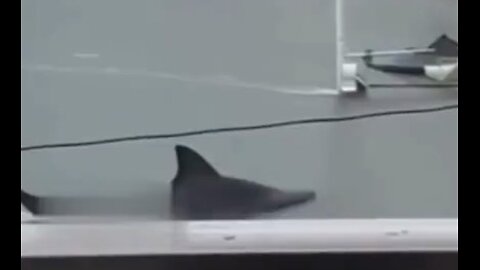 World War 3 - 🌊 The Sea Surged Sharks in the Streets After Massive Hurricane! 🦈😱