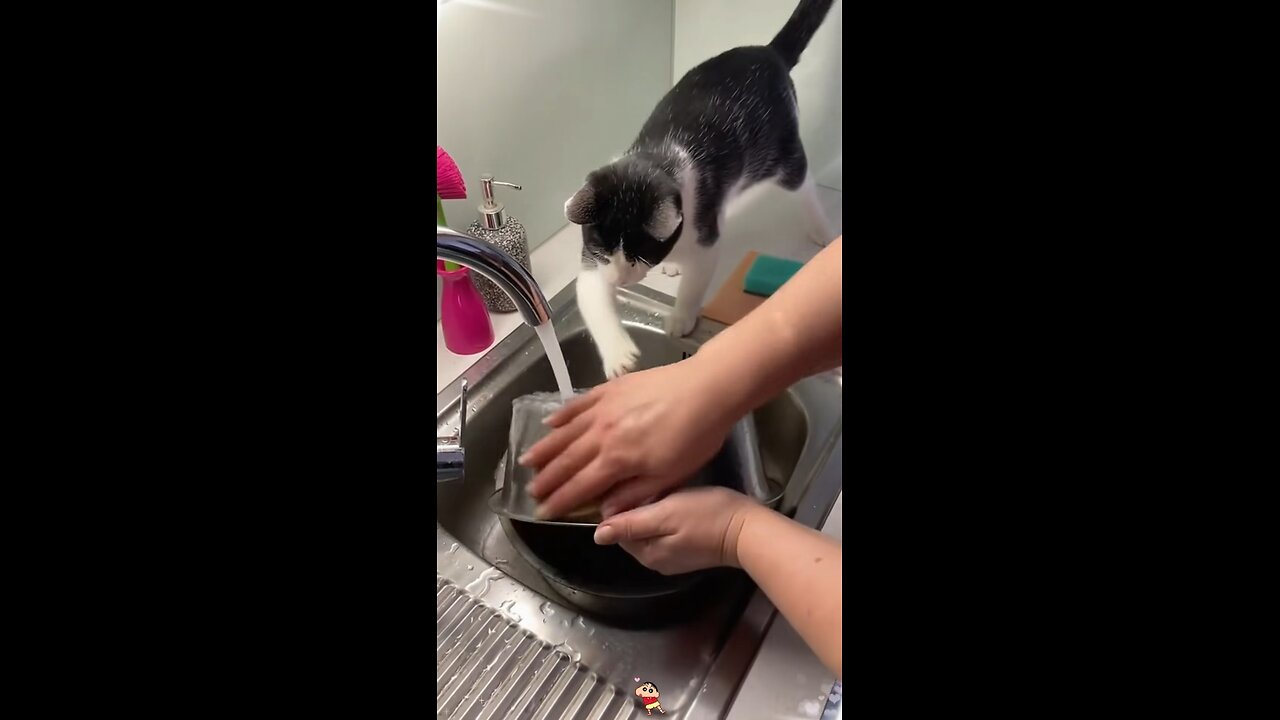 Handy cat at work 🐱🛠️ #FunnyAnimals #CatSkills