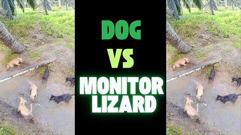 What If a Dog and Monitor Lizard Fought? #animals #dog #viralvideo