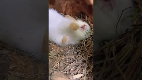 Bunny snoring while sleeping, cute rabbit, cute little pastoral pet