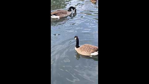 Canada Goose 🪿 & Mallard Duck 🦆 #canadagoose #mallardduck #followme #shorts #viral #trending
