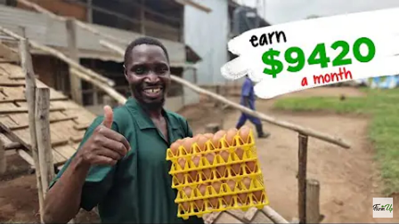 How to Make $10,000/Month from a Profitable Chicken Farm