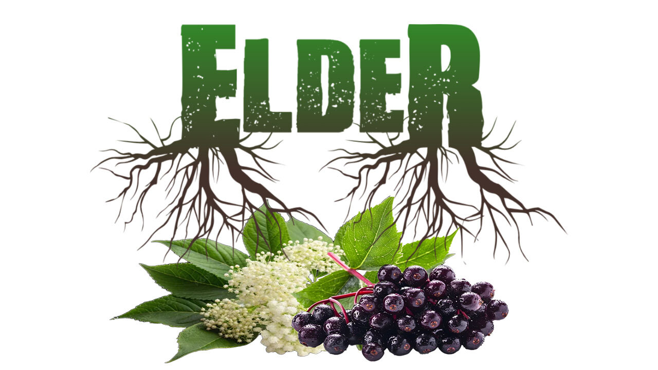 Elder Herbal Extract Review