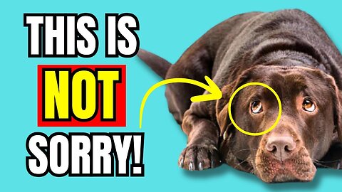 If Dogs Look GUILTY This is What It actually Means