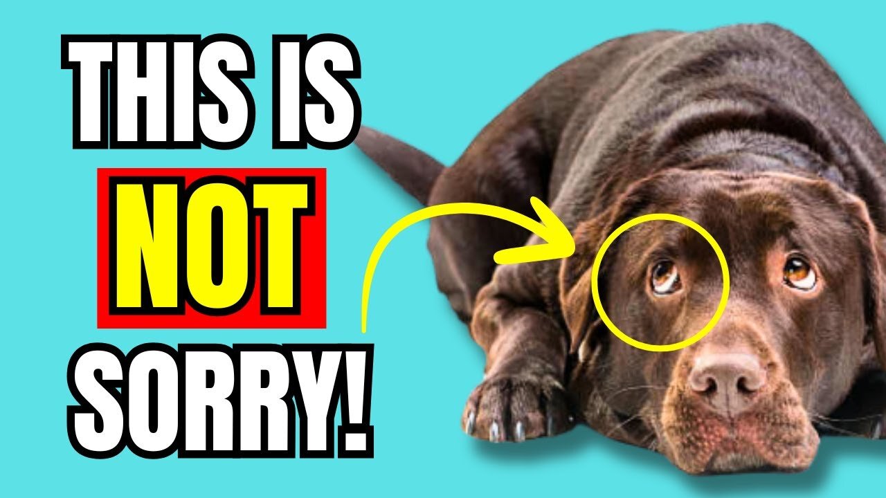 If Dogs Look GUILTY This is What It actually Means