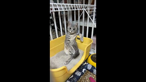 So beautiful Dog's Comedy Videos 🤣 so cute videos 😍 funny videos in puppies comedy scenes 😂