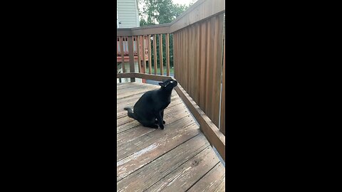 Black cat,Pepper’s life!!