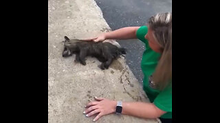 Mujer salva a un mapache ebrio con un masaje en EE.UU.