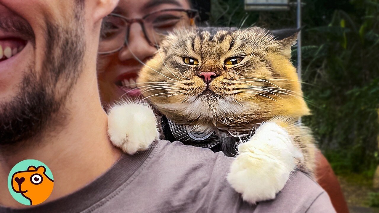 Cat Jumps On a Bike And Rides With Parents Like The Wind | Cuddle Buddies