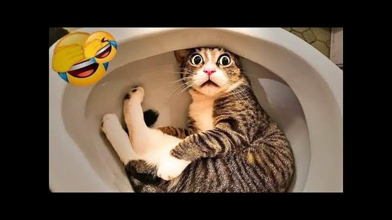 Adorable and Funny Animal Moments😹🐶: Try Not to Laugh Challenge!