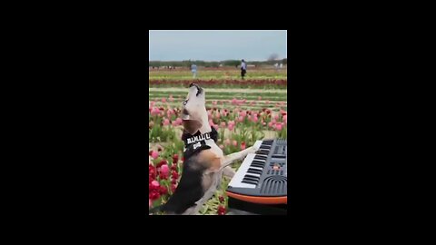 funny dog song