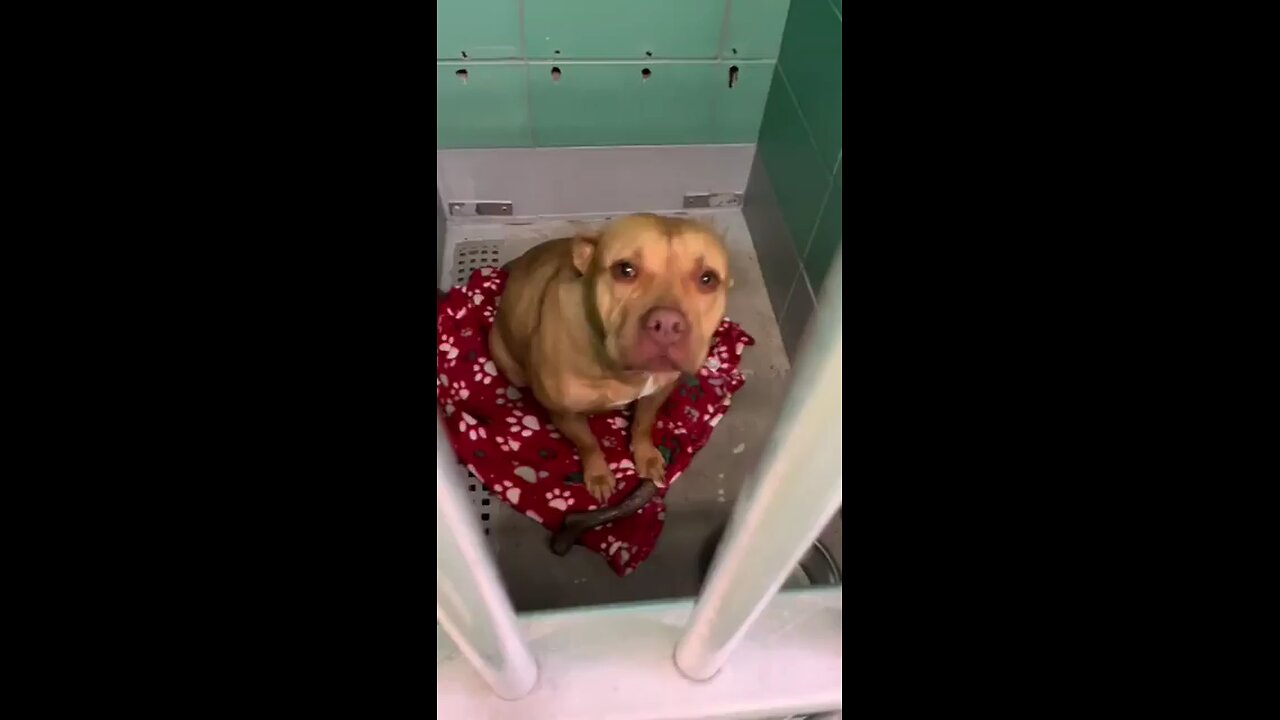 Thank you for saving this sweet baby