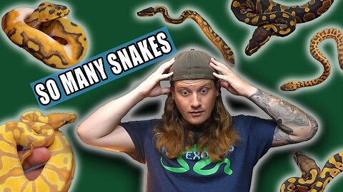 Which Snakes are FOR SALE?! This is Difficult…