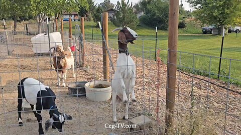 Graham Family Farm NW: 9:00 AM August 30 2025