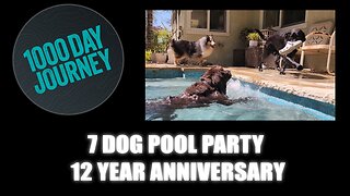 1000 Day Journey 0775 7 Dog Pool Party on a 12 Year Anniversary
