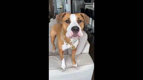 Dog in pronunciation