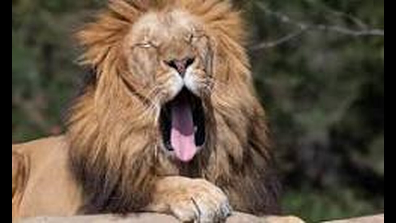 Good Morning, RUMBLE! R-U-M-B-L-E_!