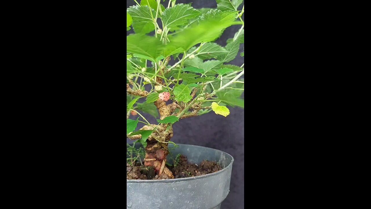 bonsai