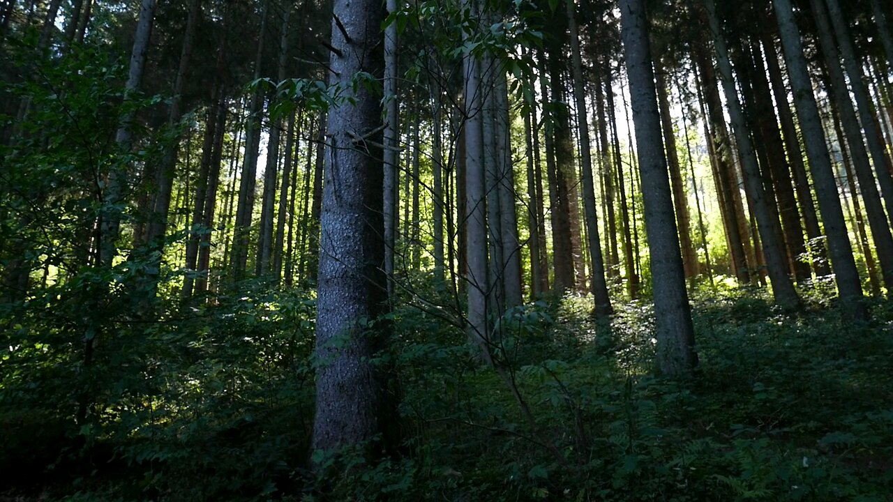 The Long Trunks Of Tall Trees In The Forest
