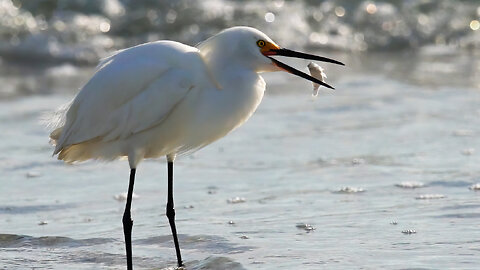 Snowy Egret's Fresh Catch: "You Know It's Fresh When It's Still Waggling!"
