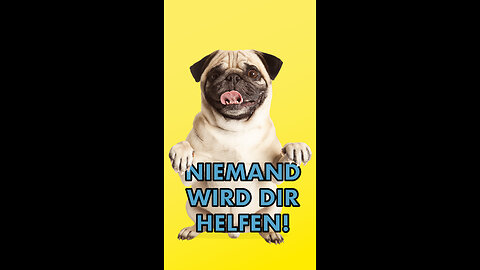 Niemand wird dir helfen - dein Hund braucht dich