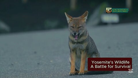 Yosemite's Wildlife: A Battle for Survival | Wildlife Documentary