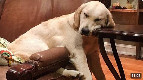 When Your Dog is Enjoying The Best Life 🤣 Funniest Tired Dogs Video 2025