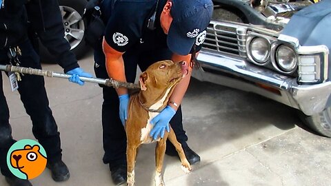 Dog Trapped in a Car Has the Best Reaction to Her Rescue! | Cuddle Buddies 
