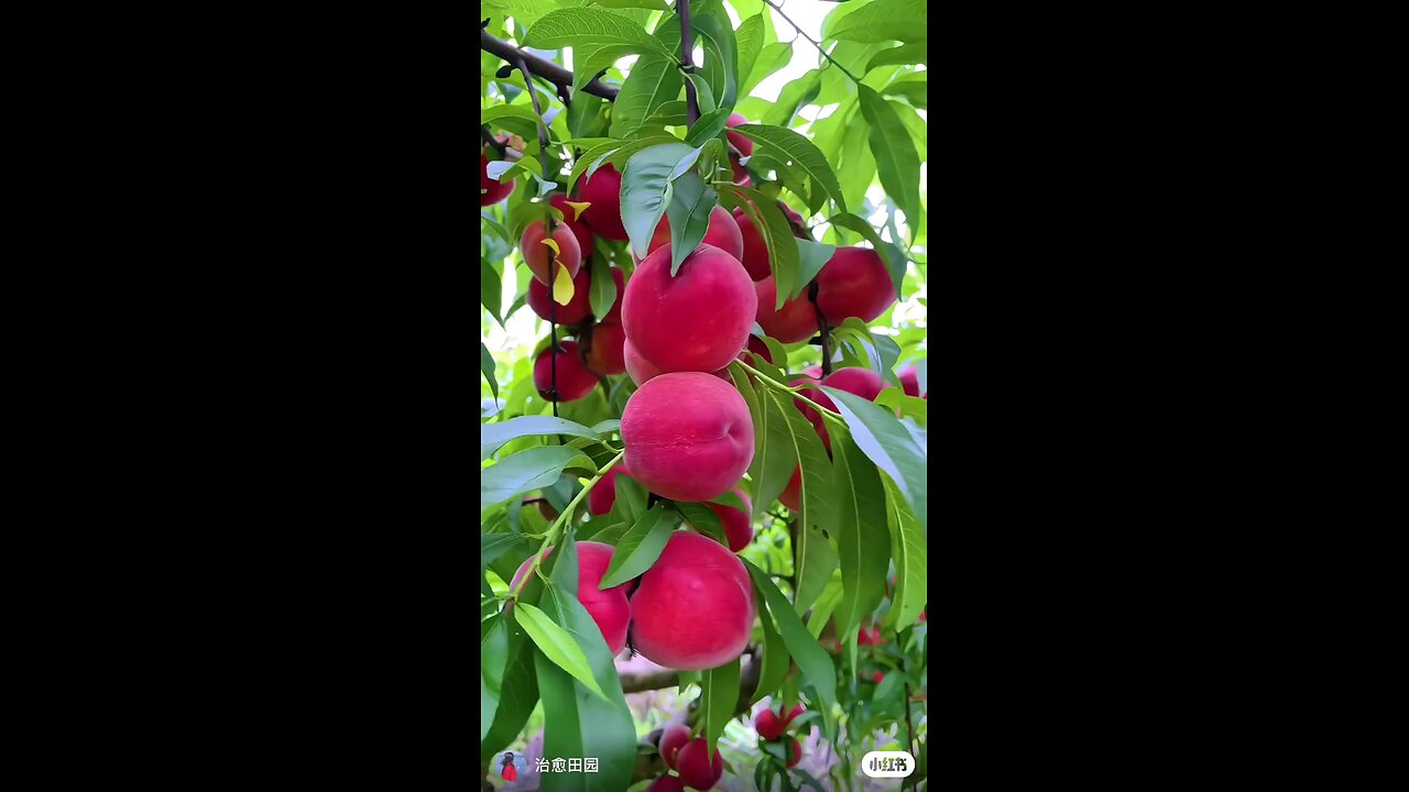 fruts