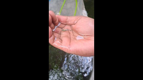 Beautiful Guppy Fish