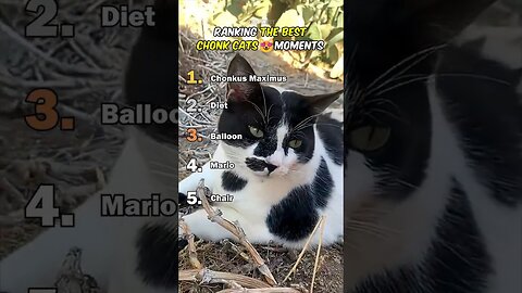 Ranking Best Chonk Cats Moments