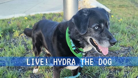 Live! Hydra the Dog