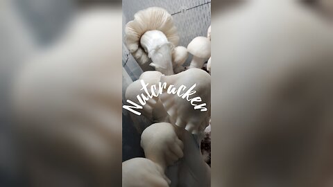 Nutcracker Mushrooms