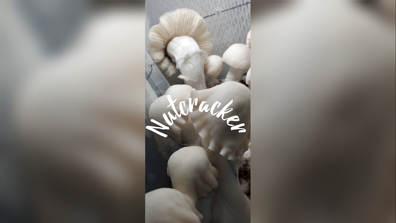 Nutcracker Mushrooms