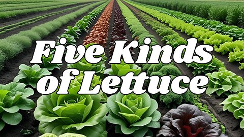 "Five Kinds of Lettuce" - Worship Service - July 13, 2025