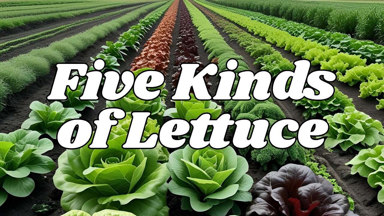 "Five Kinds of Lettuce" - Worship Service - July 13, 2025