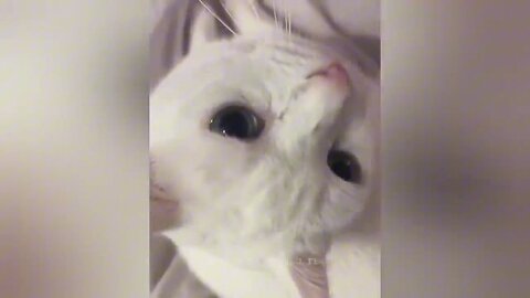 cute🥰 cat Funny 🤣Video Part8