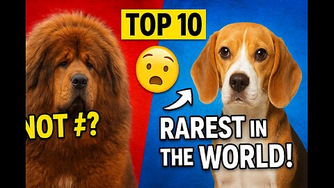 "The 10 Rarest Dog Breeds on Earth – #1 Will SHOCK You!"