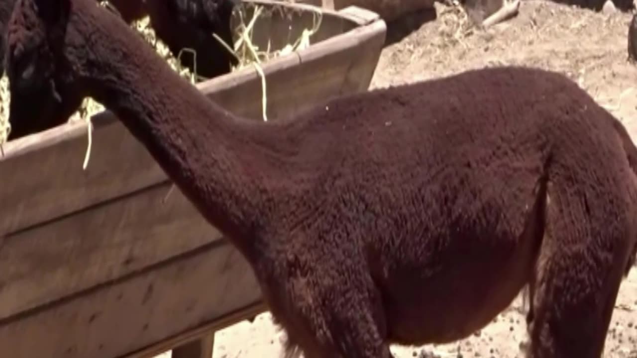alpaca