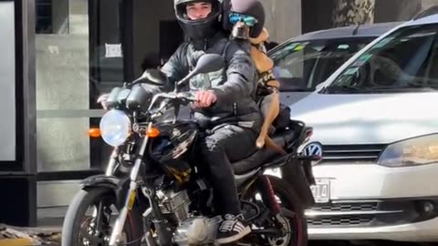 Dog Rides Backseat on Motorcycle