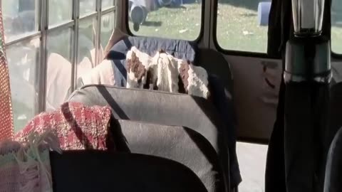 Epic Happiness Alert! Watch and Smile Away