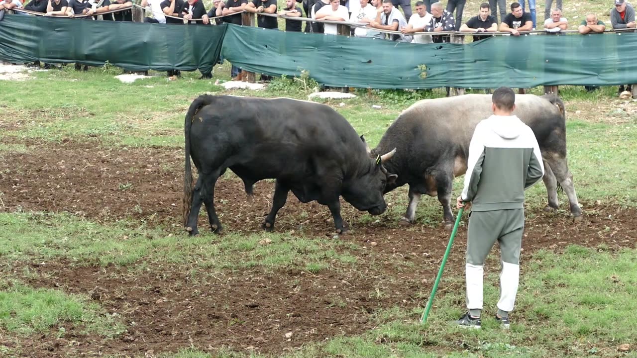 Kobra od Kumana vs Mbappe od Grabovca Šestanovac 2025